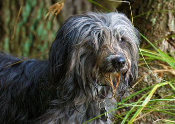 Hundebetreuung Friedrichshain 1